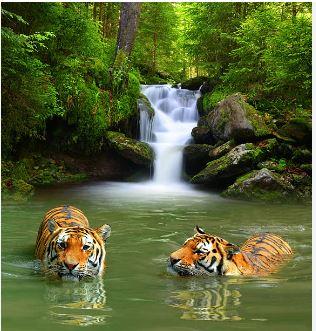 tiger fall: Tourist places in dehradun