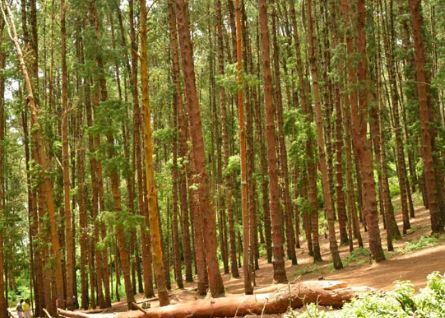 pine forest: Places to visit in Kodaikanal