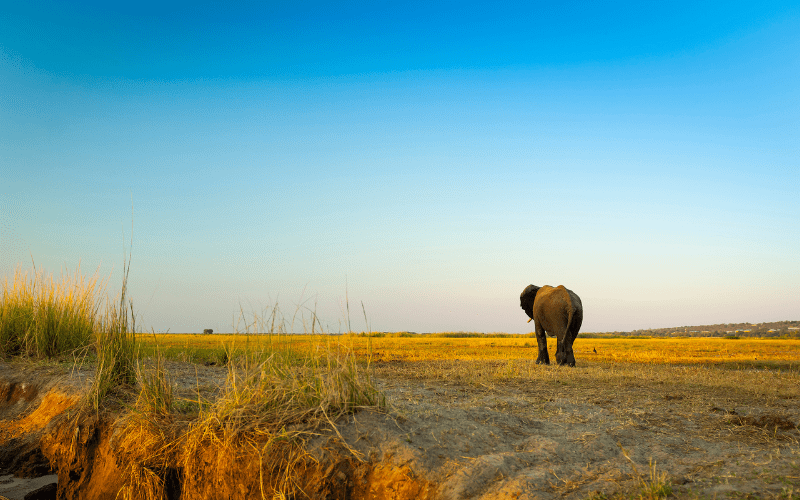 Chobe National Park : Attractions in Botswana