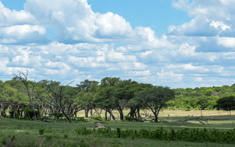 Hwange National Park:Places in Zimbabwe
