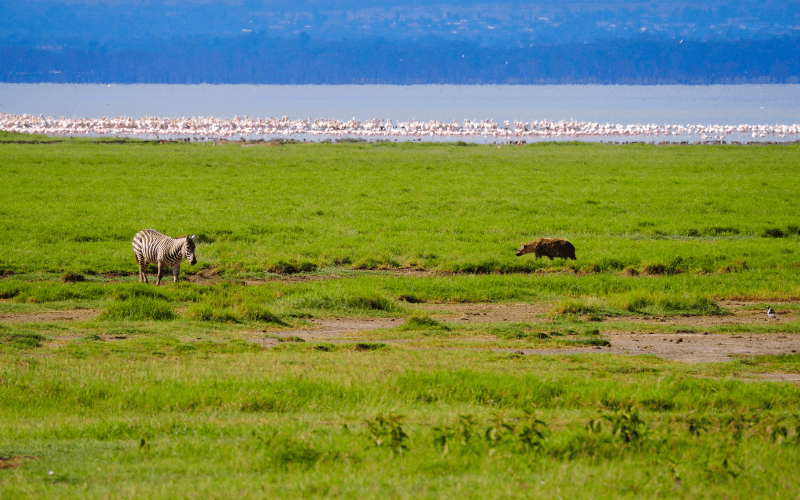 Lake Nakuru National Park:Destinations in Kenya
