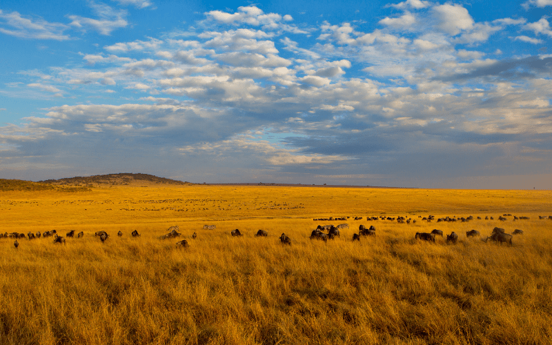 Maasai Mara National Reserve