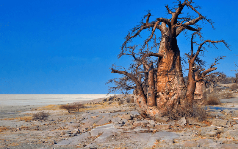 Makgadikgadi Pans National Park: Attractions in Botswana