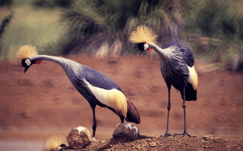 Meru National Park (1)