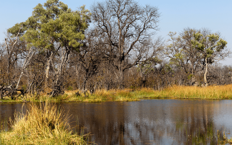 Moremi Game Reserve: Attractions in Botswana
