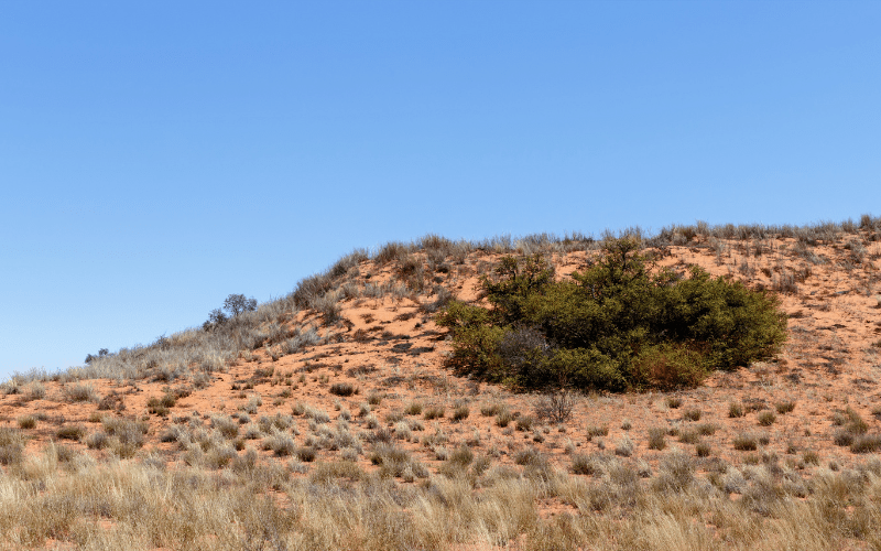 The Kgalagadi Transfrontier Park: Places to visit in south africa