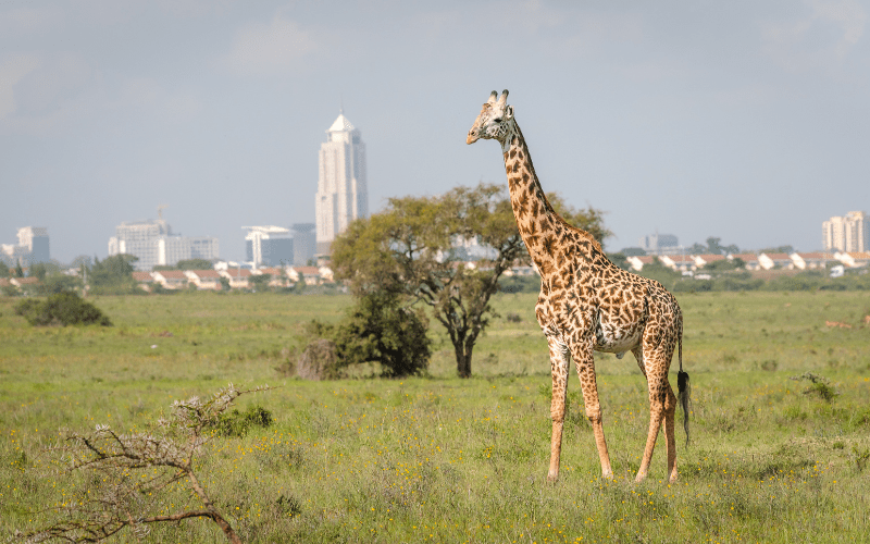 The Nairobi Safari Walk