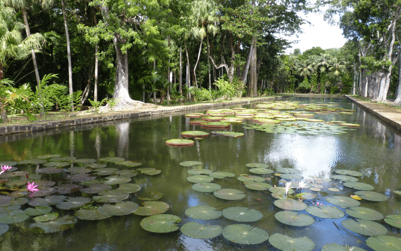 The Sir Seewoosagur Ramgoolam Botanical Garden