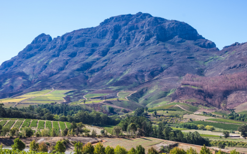 The Winelands